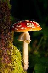 Image showing Fly agaric mushroom