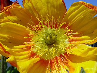 Image showing Closeup of a yellow poppy