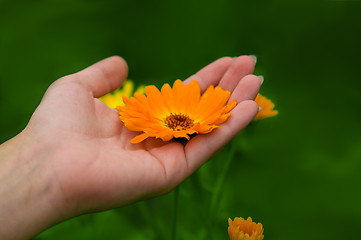 Image showing Flower on Hand