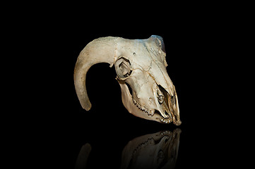 Image showing urus skull