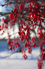 Image showing Barberries