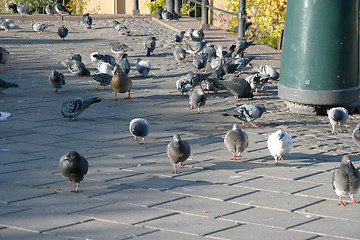 Image showing Pigeons in Oslo Street