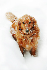 Image showing Dog at snow