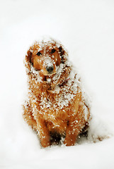 Image showing Dog at snow
