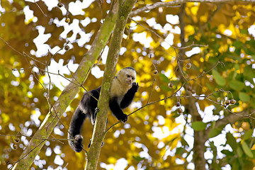 Image showing White faced Capuchin