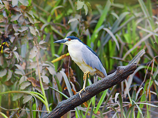 Image showing Black crowned night heron