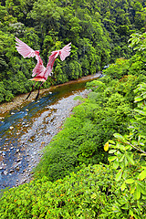 Image showing Roseate Spoonbill