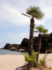 Image showing Wild beach