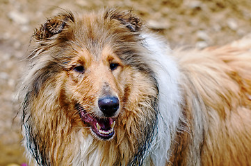 Image showing Collie dog