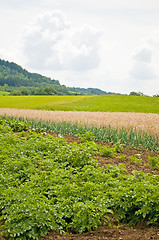 Image showing agriculture