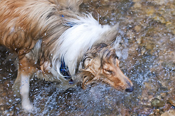 Image showing Collie dog