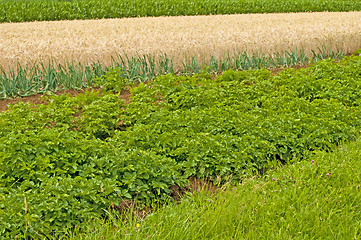 Image showing agriculture