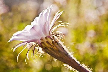 Image showing Echinopsis eyriesii