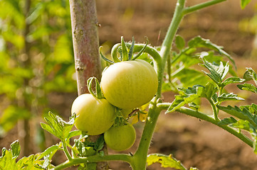 Image showing tomato plant unripe