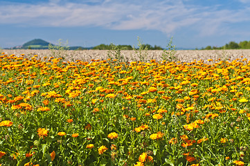 Image showing marigold field