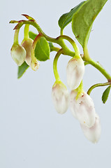 Image showing Gaultheria procumbens engl