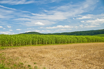 Image showing switch grass