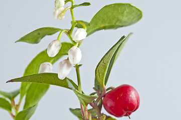 Image showing Gaultheria procumbens engl