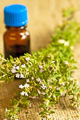 Image showing thyme