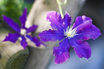 Image showing clematis