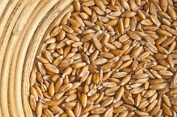 Image showing spelt