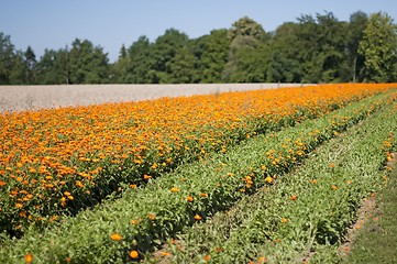 Image showing marigold field