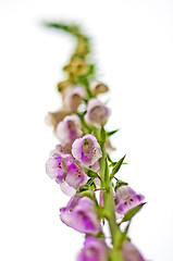 Image showing foxglove