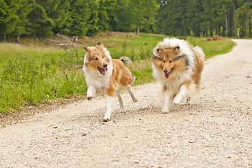 Image showing collie dogs