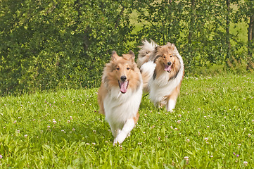 Image showing Collie dogs