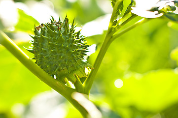 Image showing thornapple