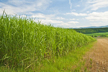 Image showing switch grass