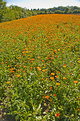 Image showing marigold field