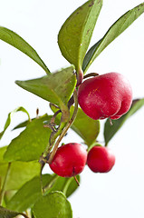 Image showing Gaultheria procumbens engl