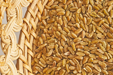 Image showing 	 unripe spelt grain