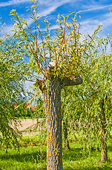 Image showing pollarded willow