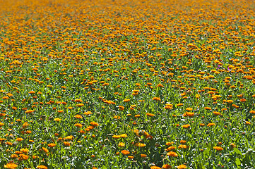 Image showing marigold field