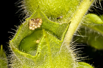 Image showing eggs of a sloe bug