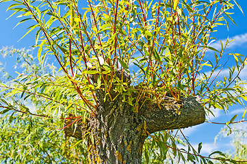 Image showing pollarded willow