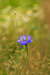 Image showing cornflower