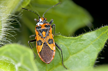 Image showing bug Coryzus hyoscyami L.