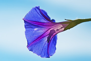 Image showing morning glory