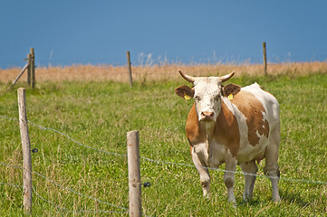 Image showing cow