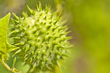 Image showing thornapple