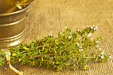 Image showing thyme