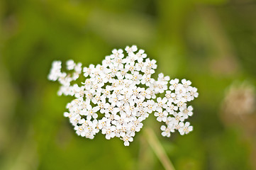 Image showing common yarrow