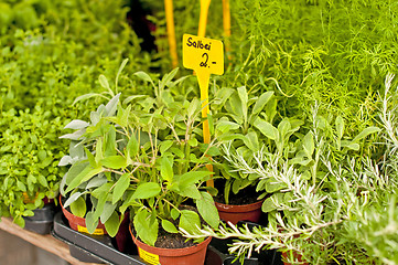 Image showing kitchen herbs