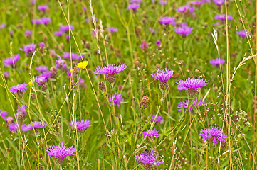 Image showing centaury