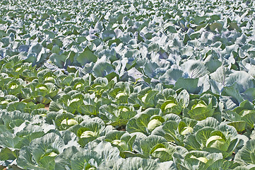 Image showing cultivation of blue kale