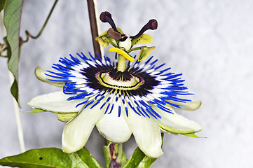 Image showing passion flower