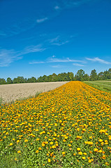 Image showing marigold field